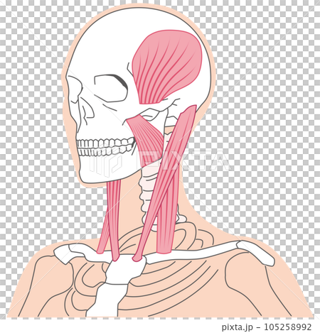 頸部和下頜肌肉結構 胸鎖乳突肌 頸部和下頜肌肉結構 胸鎖乳突肌 105258992