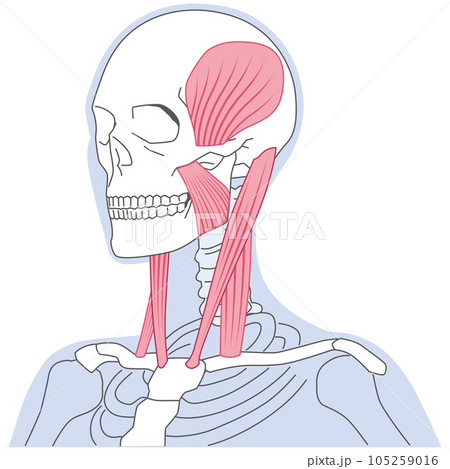 首と顎の筋肉の構造　胸鎖乳突筋 105259016