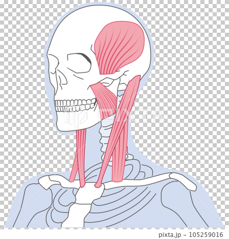 Neck and jaw muscle structure Sternocleidomastoid muscle 105259016