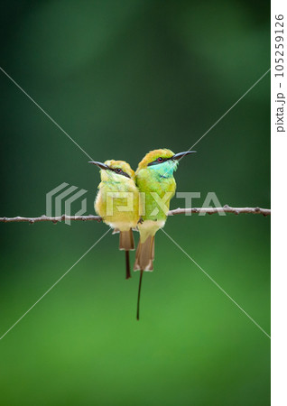 Green bee eater or Merops orientalis pair in natural green background perched on a branch in monsoon season at keoladeo national park or bharatpur bird sanctuary rajasthan india asia Green bee eater or Merops orientalis pair in natural green background perched on a branch in monsoon season at keoladeo national park or bharatpur bird sanctuary rajasthan india asia 105259126