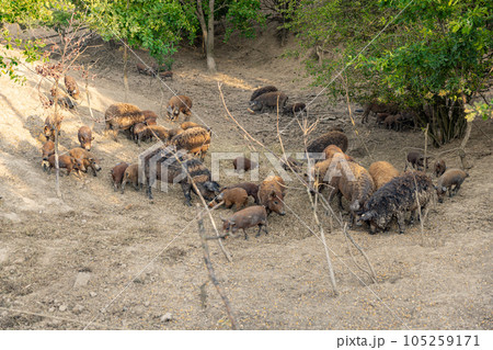 Herd of mangalica pig Herd of mangalica pig 105259171