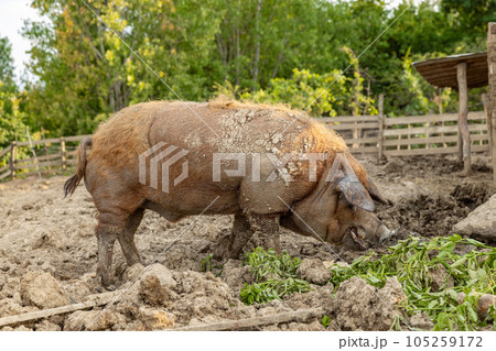 Pig of the mangalica breed 105259172