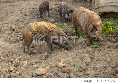 Mangalica Hungarian breed of domestic pigs 105259173