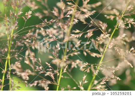 夏の草 夏の草 105259201