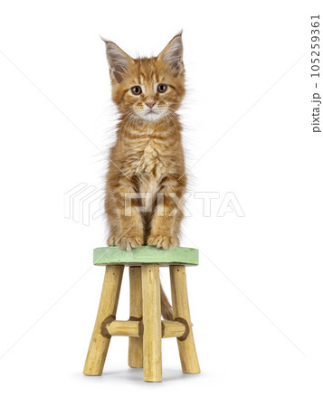 Maine Coon cat kitten on white background Maine Coon cat kitten on white background 105259361