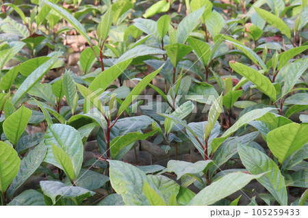Mitragyna speciosa Korth tree plant on farm 105259433