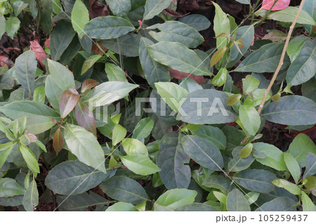 Elaeocarpus serratus fruit tree plant on farm Elaeocarpus serratus fruit tree plant on farm 105259437
