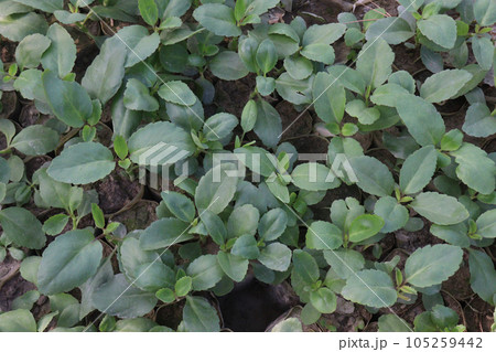 Kalanchoe pinnata leaf farm for herbal use Kalanchoe pinnata leaf farm for herbal use 105259442