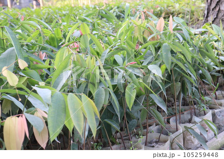 cobra saffron flower tree plant on farm cobra saffron flower tree plant on farm 105259448