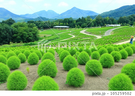 【香川県】夏の国営讃岐まんのう公園(新緑のコキア) 【香川県】夏の国営讃岐まんのう公園(新緑のコキア) 105259502