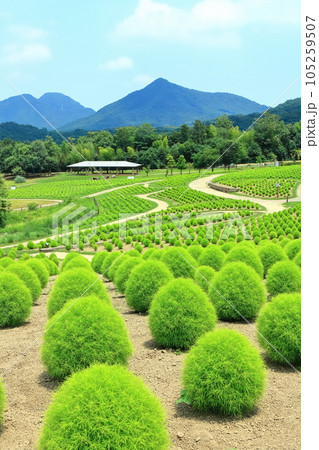 【香川県】夏の国営讃岐まんのう公園（新緑のコキア） 105259507