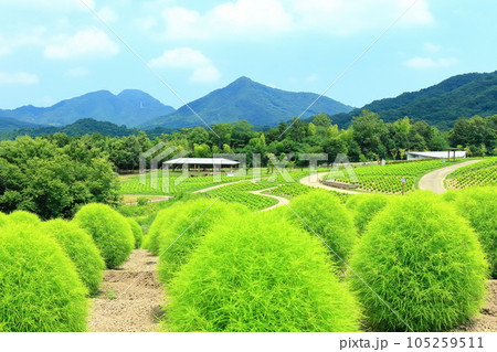 【香川県】夏の国営讃岐まんのう公園(新緑のコキア) 【香川県】夏の国営讃岐まんのう公園(新緑のコキア) 105259511