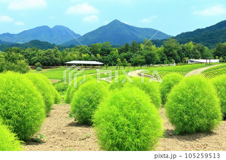 【香川県】夏の国営讃岐まんのう公園(新緑のコキア) 【香川県】夏の国営讃岐まんのう公園(新緑のコキア) 105259513