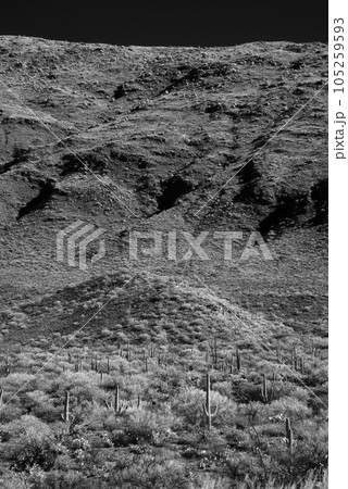 Sonora Desert Arizona in Infrared Sonora Desert Arizona in Infrared 105259593