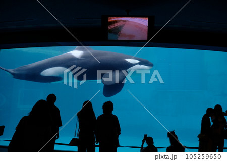名古屋港水族館のシャチ 105259650
