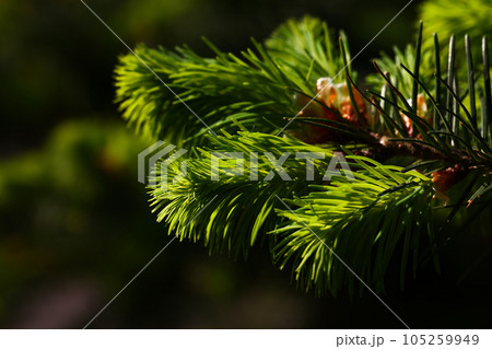 Pine or spruce tree branch with new cones Pine or spruce tree branch with new cones 105259949