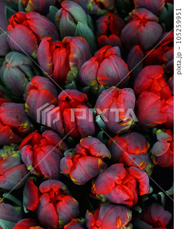 Red upip flowers 105259951