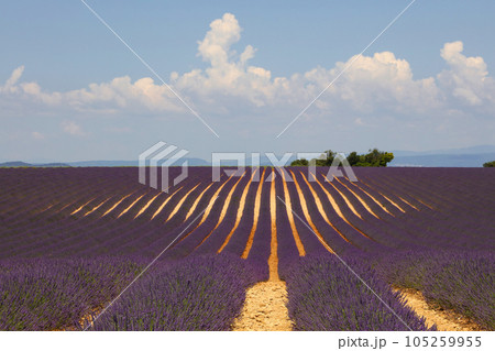 Purple lavender field of Provence Purple lavender field of Provence 105259955