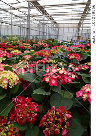 Pink hydrangea hortensia flowers in greenhouse Pink hydrangea hortensia flowers in greenhouse 105259966