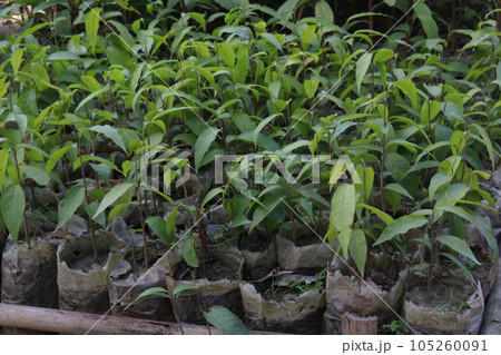 Monoon longifolium tree plant on farm Monoon longifolium tree plant on farm 105260091