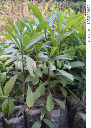 Dillenia indica tree plant in farm 105260092