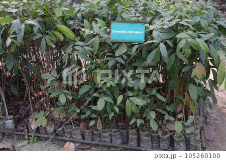 Mahogany tree plant on farm 105260100
