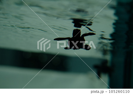 名古屋港水族館のウミガメの赤ちゃん 105260110