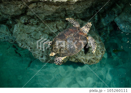 名古屋港水族館のウミガメ 105260111