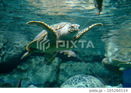 名古屋港水族館のウミガメ 105260114