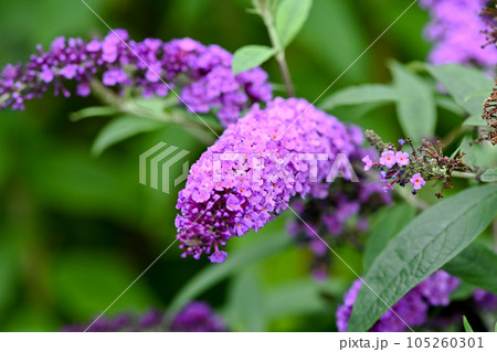 ブッドレア 105260301