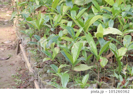 alstonia scholaris also called shatian tree plant alstonia scholaris also called shatian tree plant 105260362