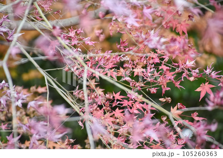 境内の紅葉 境内の紅葉 105260363