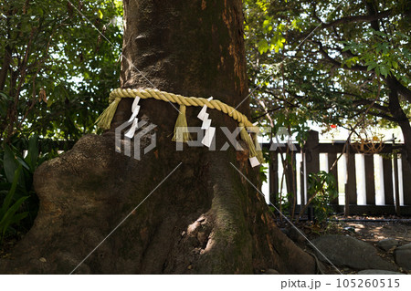 埼玉県川越市　川越氷川神社　ご神木 105260515