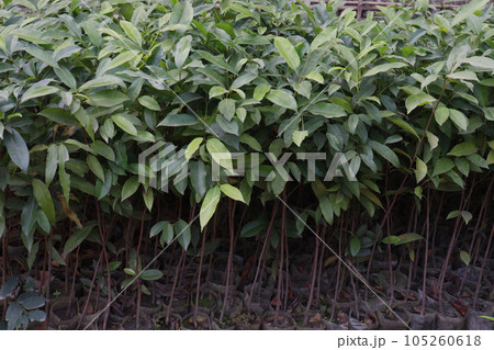 Java plum tree plant in farm Java plum tree plant in farm 105260618