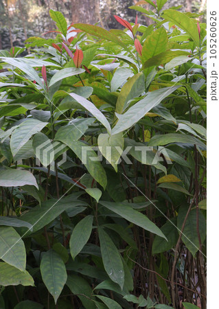 Terminalia chebula tree plant on farm Terminalia chebula tree plant on farm 105260626