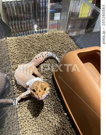 脱皮中のヒョウモントカゲモドキ 105260863