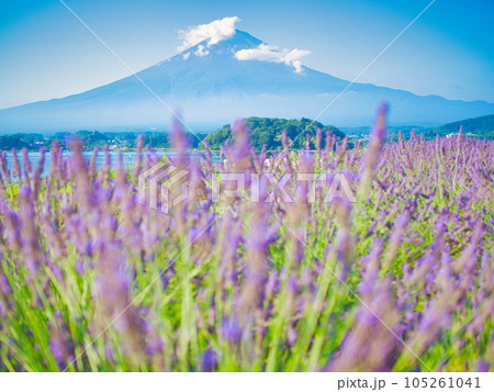 富士河口湖町　大石公園からの富士山 105261041