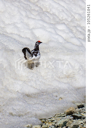 北アルプス立山連峰の残雪期登山　一ノ越の雷鳥 105261841