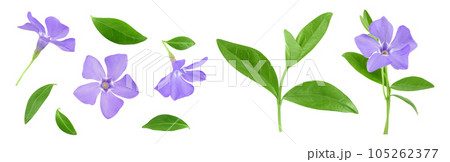 wild periwinkle flowers isolated on white background. Top view. Flat lay. wild periwinkle flowers isolated on white background. Top view. Flat lay. 105262377