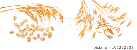 oat spike with oat flakes isolated on white background. Top view 105262508