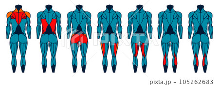 Body muscle anatomy back. Human muscular back, man athletic build with muscular groups, healthy and sporty. Vector illustration 105262683