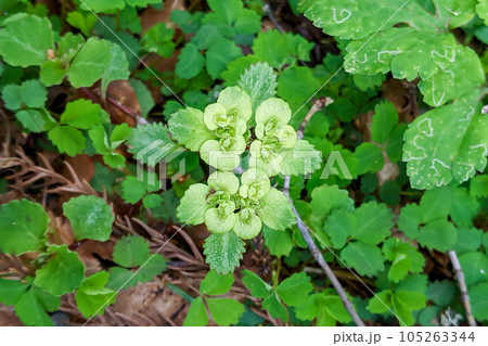 戸隠森林植物園 ネコノメソウの花 戸隠森林植物園 ネコノメソウの花 105263344