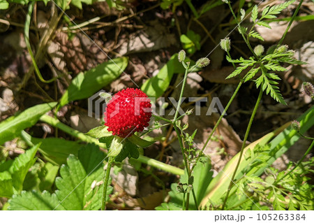 ヤブヘビイチゴ（藪蛇苺）の赤い実 105263384