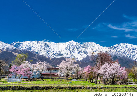 《長野県》満開の桜と残雪の北アルプス・春の白馬村 《長野県》満開の桜と残雪の北アルプス・春の白馬村 105263448