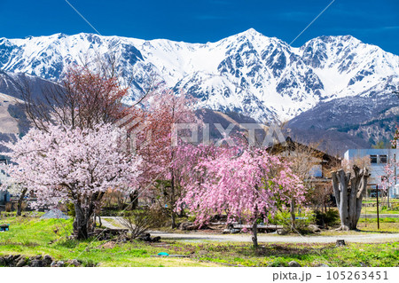 長野県》満開の桜と残雪の北アルプス・春の白馬村の写真素材