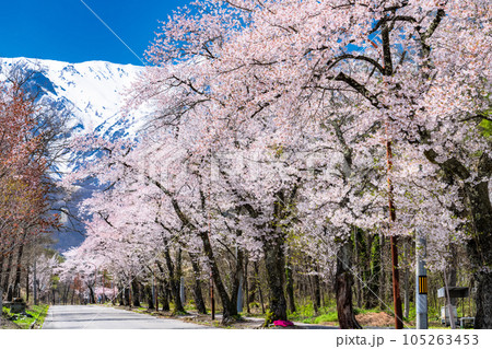 《長野県》満開の桜と残雪の北アルプス・春の白馬村 105263453