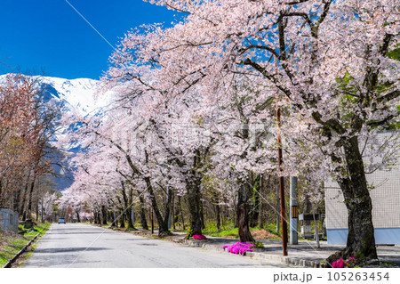 《長野県》満開の桜と残雪の北アルプス・春の白馬村 105263454