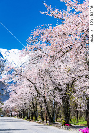 《長野県》満開の桜と残雪の北アルプス・春の白馬村 105263456
