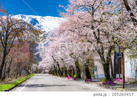 《長野県》満開の桜と残雪の北アルプス・春の白馬村 105263457