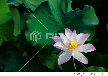 蓮の花 蓮の花 105265048